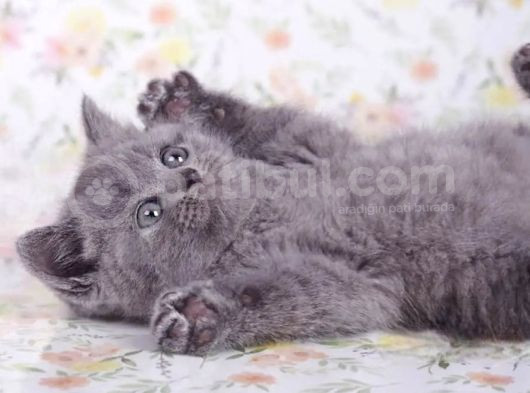 Güzellik Abidesi Gri British Shorthair