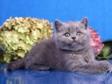 Güzellik Abidesi Gri British Shorthair