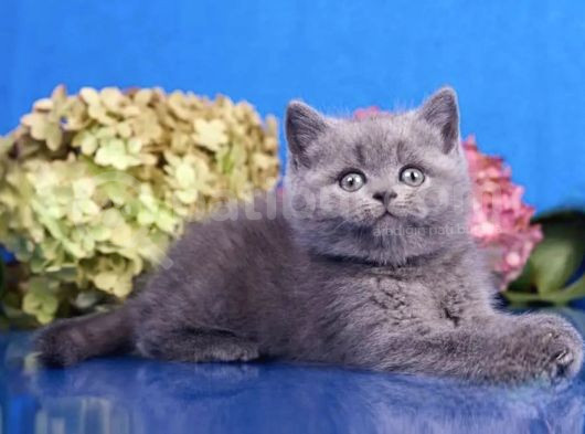 Güzellik Abidesi Gri British Shorthair görsel
