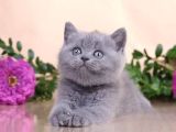 Güzellik Abidesi Gri British Shorthair
