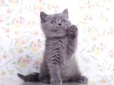 Güzellik Abidesi Gri British Shorthair