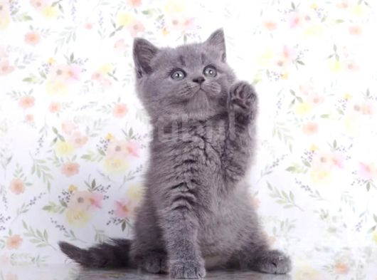 Güzellik Abidesi Gri British Shorthair görsel