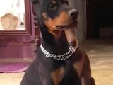 Avrupa Doberman Yavrular Estetikli Ve Estetiksiz
