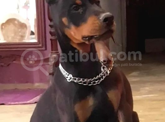 Avrupa Doberman Yavrular Estetikli Ve Estetiksiz görsel