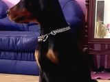 Avrupa Doberman Yavrular Estetikli Ve Estetiksiz