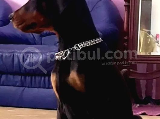 Avrupa Doberman Yavrular Estetikli Ve Estetiksiz görsel