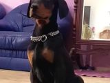 Avrupa Doberman Yavrular Estetikli Ve Estetiksiz