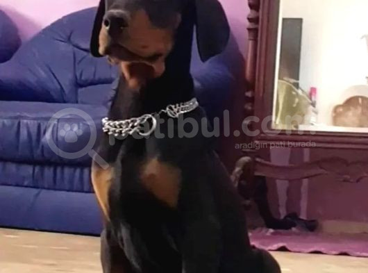 Avrupa Doberman Yavrular Estetikli Ve Estetiksiz görsel