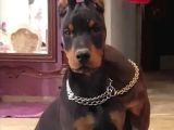 Avrupa Doberman yavrular estetikli ve estetiksiz