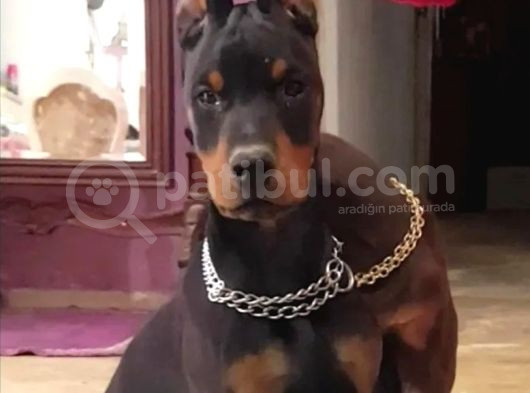 Avrupa Doberman Yavrular Estetikli Ve Estetiksiz