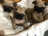 Sevimli pug mops yavrular