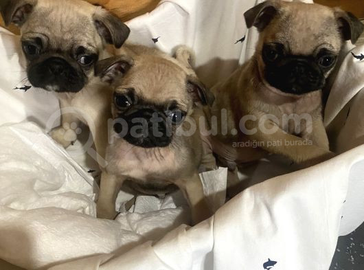 Sevimli Pug Mops Yavrular