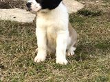 St bernard yavrular
