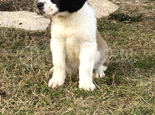 St Bernard Yavrular