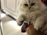 6 Ayına Yeni Giren Kızıma Ev Arıyoruz
