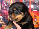 A Kalite Rottweiler Yavruları