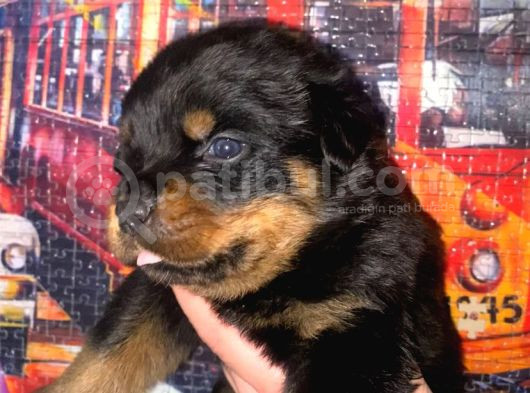 A Kalite Rottweiler Yavruları görsel