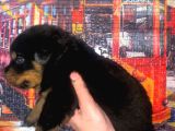 A Kalite Rottweiler Yavruları