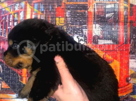 A Kalite Rottweiler Yavruları görsel