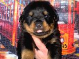 A kalite rottweiler yavruları
