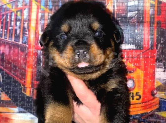 A kalite rottweiler yavruları