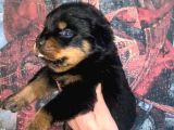 A Kalite Rottweiler Yavruları