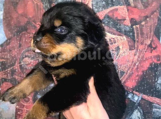 A Kalite Rottweiler Yavruları görsel