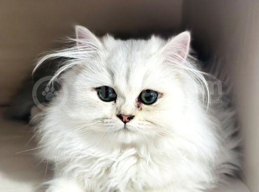 6 Ayına Yeni Giren Kızıma Ev Arıyoruz görsel