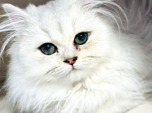 6 Ayına Yeni Giren Kızıma Ev Arıyoruz görsel