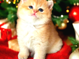 Lisanslı Üretim Evinden British Shorthair Golden Bebekler