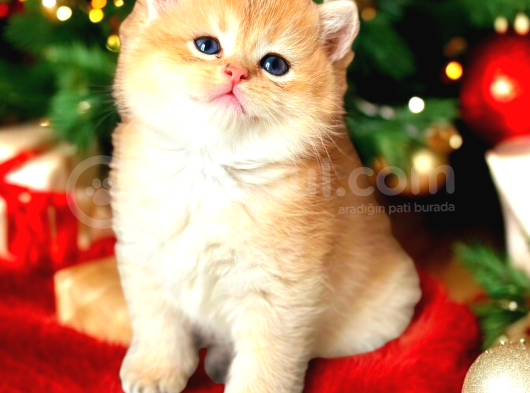 Lisanslı Üretim Evinden British Shorthair Golden Bebekler görsel