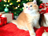 Lisanslı Üretim Evinden British Shorthair Golden Bebekler