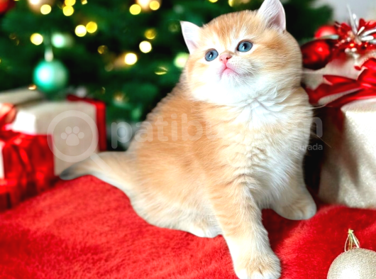 Lisanslı Üretim Evinden British Shorthair Golden Bebekler
