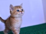 Bal Kedimiz Ny12 British Shorthair