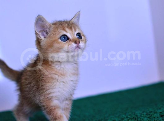 Bal Kedimiz Ny12 British Shorthair görsel