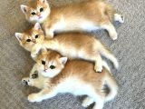 British Shorthair N11 Yavru