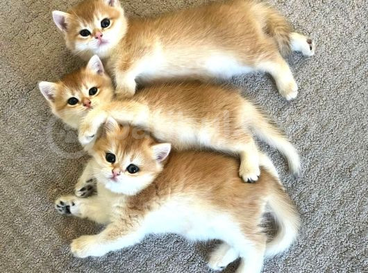 British Shorthair N11 Yavru görsel