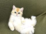 British Shorthair n11 Yavru