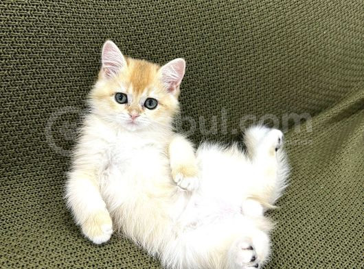 British Shorthair N11 Yavru