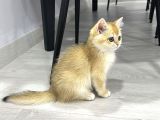 British Shorthair N11 Yavru
