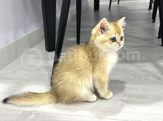 British Shorthair N11 Yavru görsel