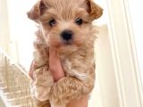 Kahve Tonlu Puppy Kıvırcık Tüylü Malti̇po Ci̇nsi̇ Yavrular