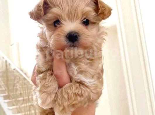 Kahve Tonlu Puppy Kıvırcık Tüylü Malti̇po Ci̇nsi̇ Yavrular görsel