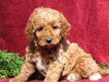 Kıpkırmızı Red tooy poodle sevimli yavrular
