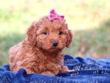 Kıpkırmızı Red Tooy Poodle Sevimli Yavrular