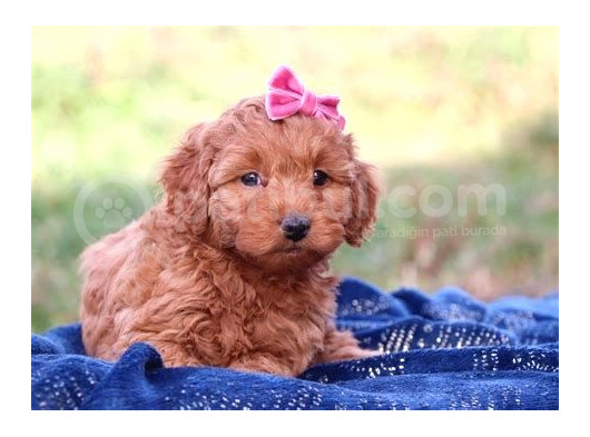 Kıpkırmızı Red Tooy Poodle Sevimli Yavrular görsel
