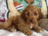 Red Braw Kıpkırmızı Ev Üretimi Tooy Poodle