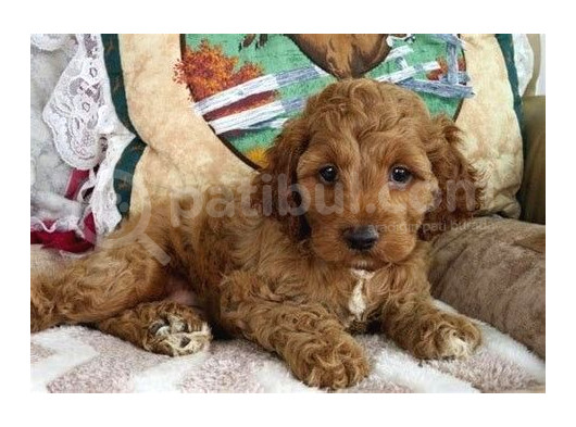 Red Braw Kıpkırmızı Ev Üretimi Tooy Poodle görsel
