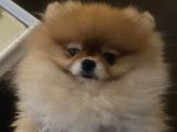 Pomeranian boo show kalite tcup