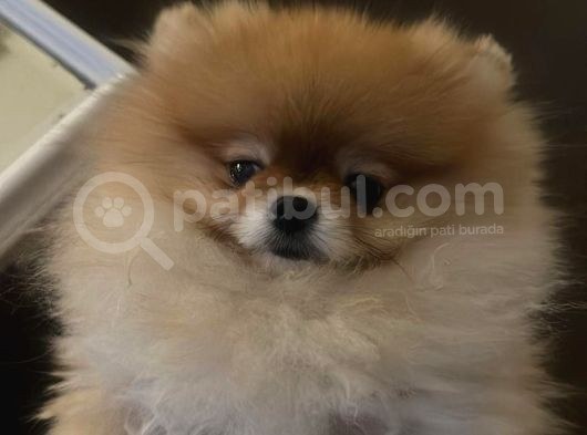 Pomeranian Boo Show Kalite Tcup